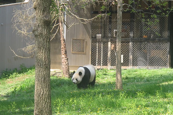 Pandaları Görebileceğiniz Ülkeler
