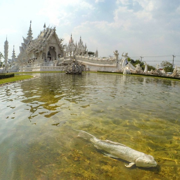 Tayland'ın En Güzel Tapınağı Chiang Rai Beyaz Tapınak
